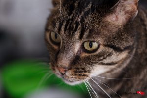 Fotograaf Eindhoven Huisdier, kater, kat,poes colorstudio61